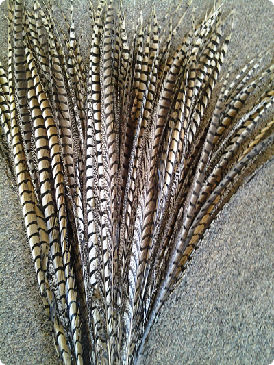 Lady Amherst feathers