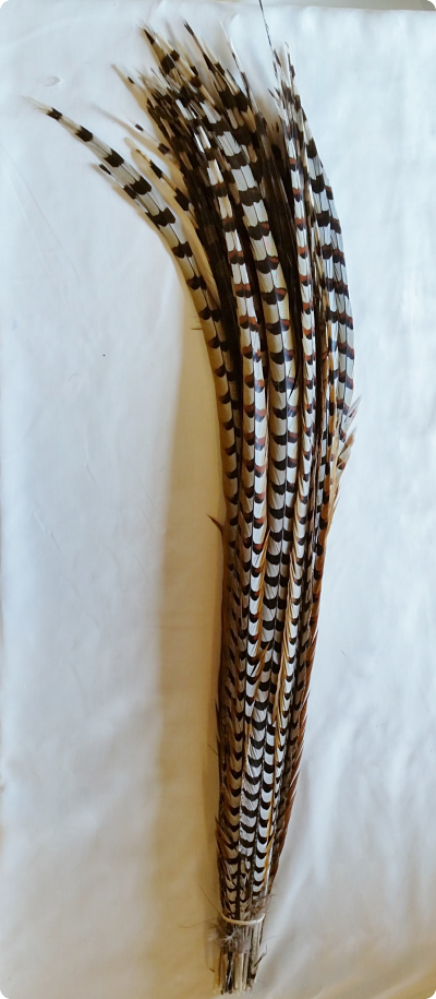 Reeves feathers